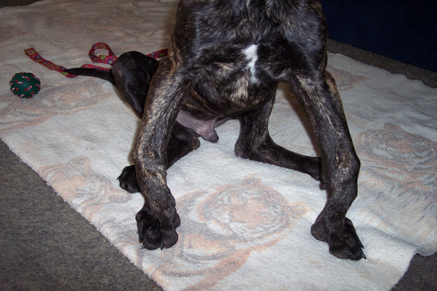 knuckling legs bowed dane hod bowing deformity examples
