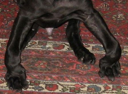 rickets in puppies