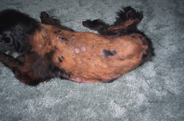 pictures of canine staph infection