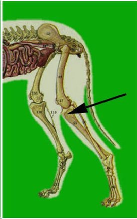 acpuncture%202.jpg