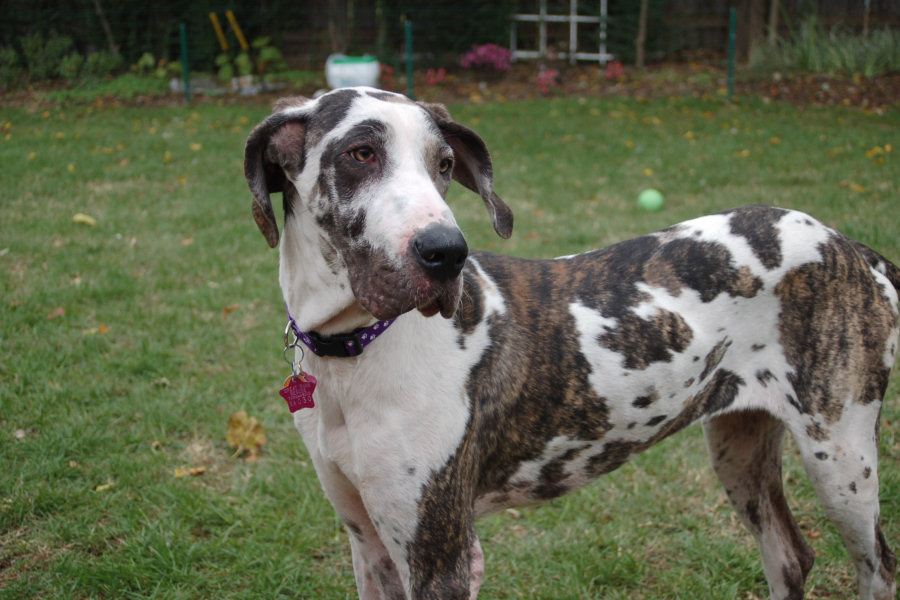 77+ Great Dane Colors Blue Merle