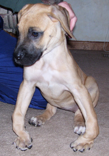 Bowed Legs, Knuckling Over in Puppies - Puppy Feed Program