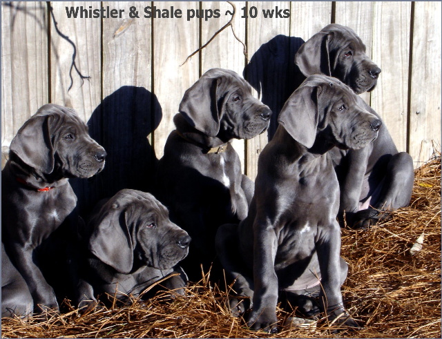 dog food for great dane puppies